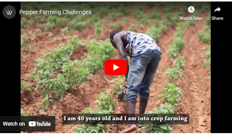 How to Plant Pepper in Dry Season in Kenya
