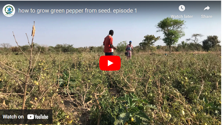 How to Plant Pepper in Dry Season in Zambia
