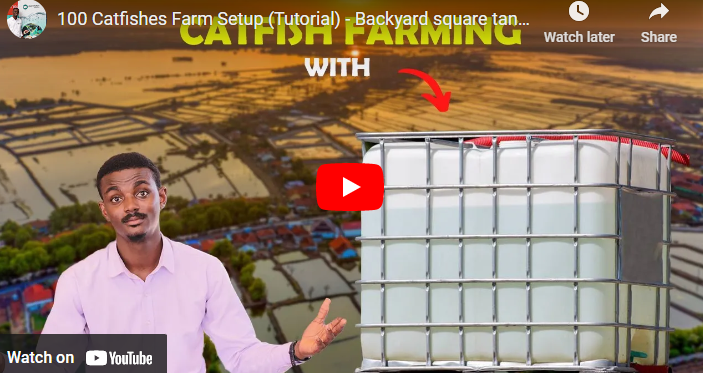 How to Start Fish Farming on Small Scale