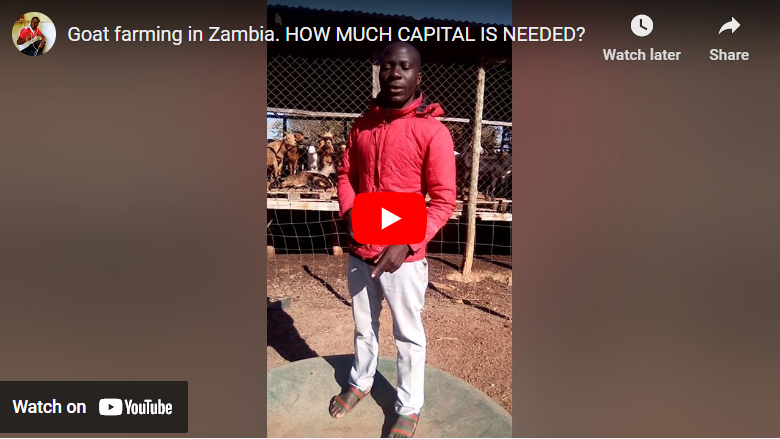 How to Start Goat Farming Zambia