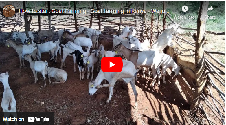 How to Start Goat Farming in Kenya