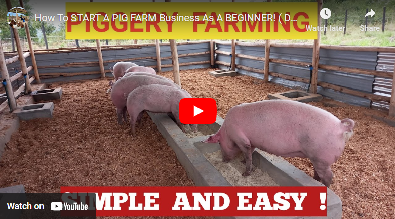 How to Start Pig Farming Business Kenya