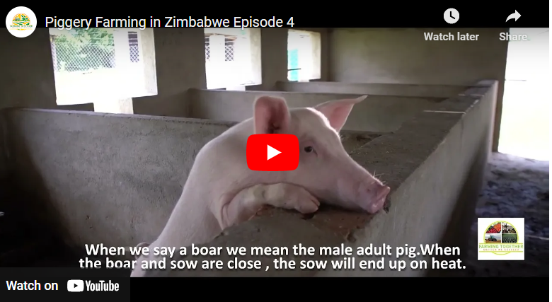 How to Start Pig Farming Zimbabwe