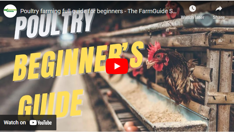How to Start Poultry Farm in Kenya