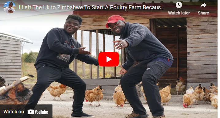 How to Start Poultry Farming Business in Zimbabwe