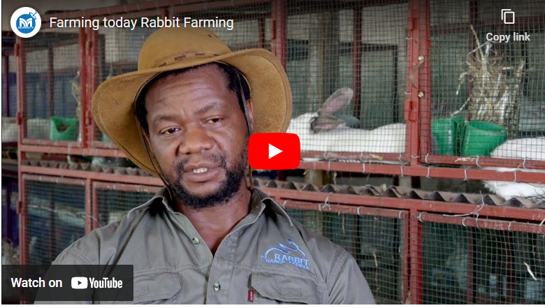 How to Start Rabbit Farming in Zambia