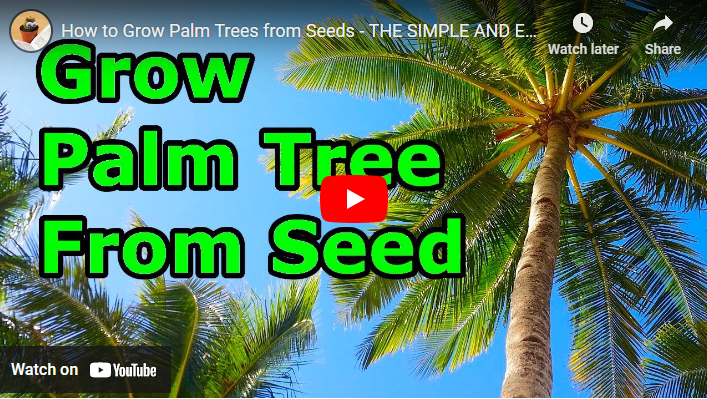 How to Successfully Grow Palm Trees from Seeds