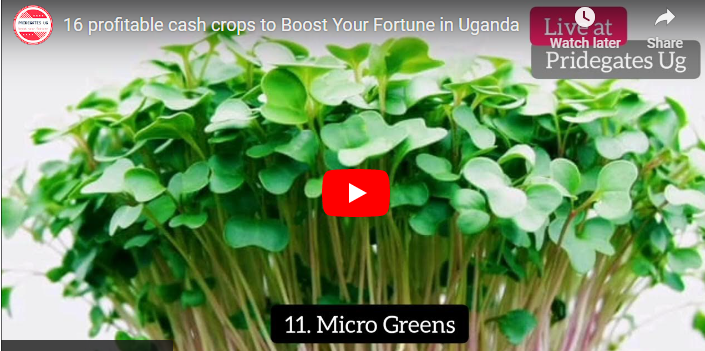 Most Lucrative Crops to Grow In Uganda