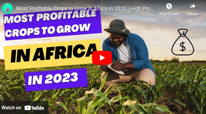 Most Profitable Crops To Grow In Africa