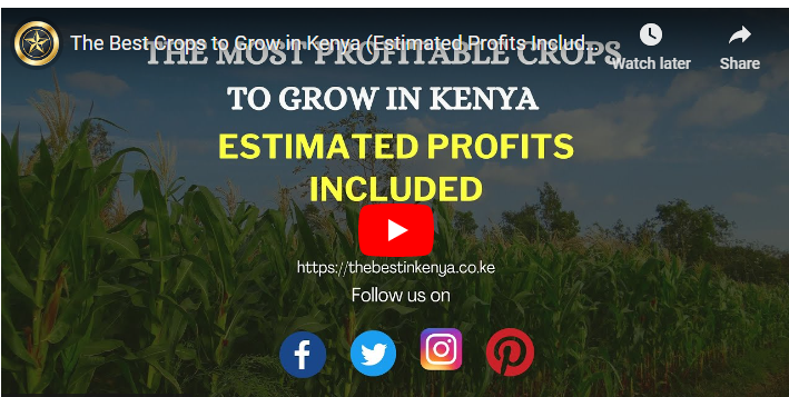 Most Profitable Crops to Grow in Kenya