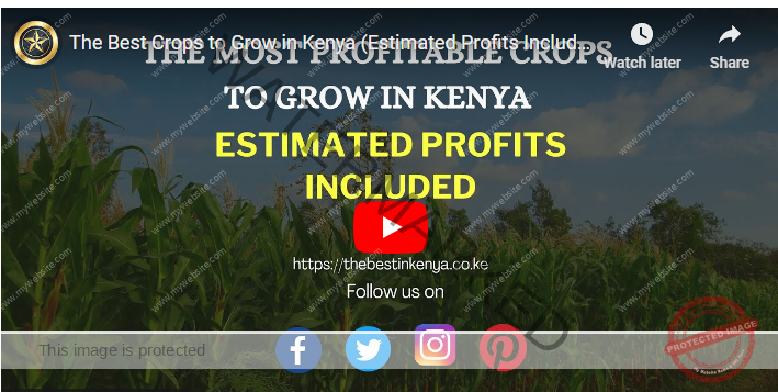 15 Most Profitable Crops To Grow In Kenya Agrolearner