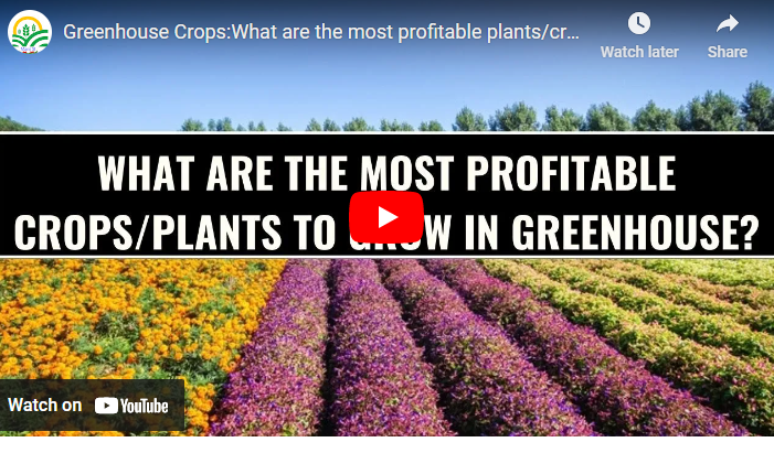 Most Profitable Greenhouse Crops