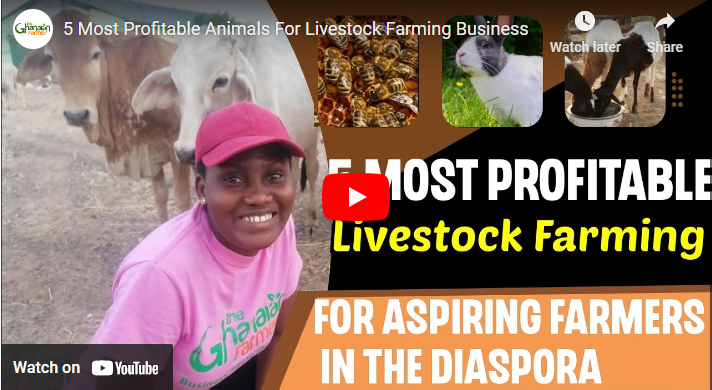 Profitable Animal Farming In Ghana