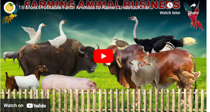 Profitable Animal Farming