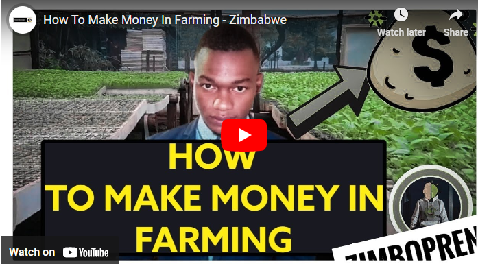 Profitable Farming in Zimbabwe