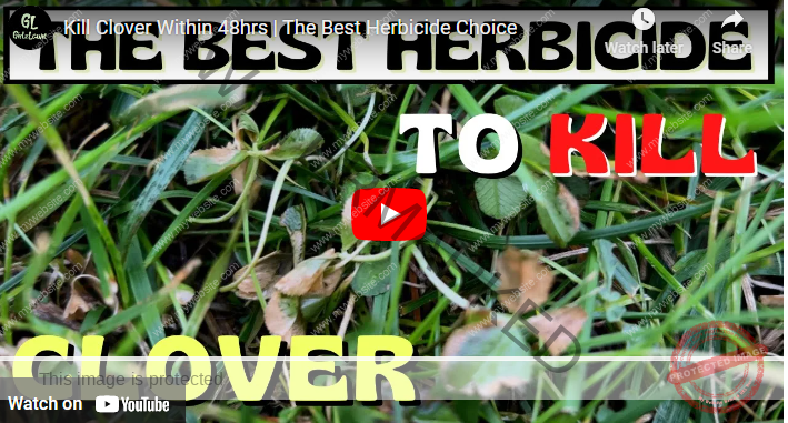 Top 10 Best Herbicides for Clover