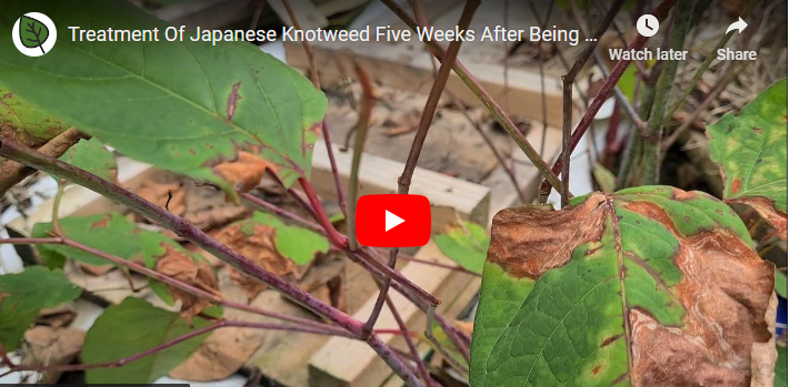 Top 10 Best Herbicides for Japanese Knotweed