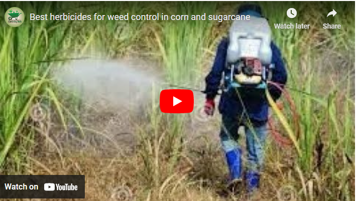 Top Best Herbicides For Sugarcane