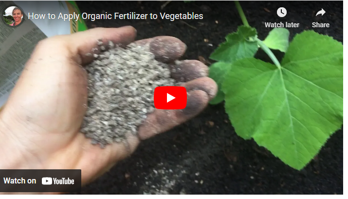 When to Apply Fertilizer to Vegetable