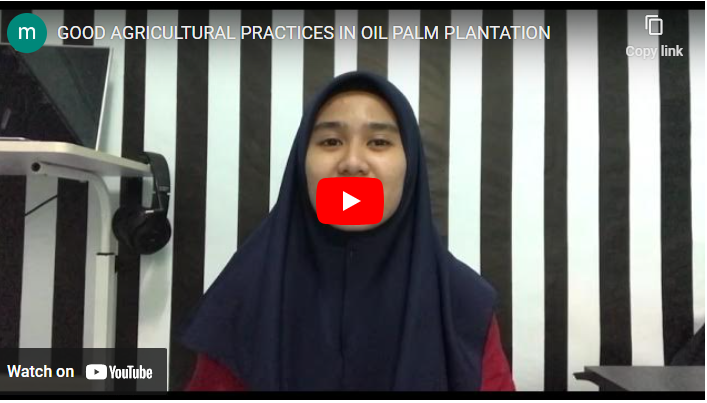 Best Agronomic Practices For Oil Palm Farm