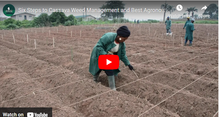 Best Agronomic Practices On Cassava Plantation