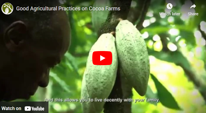 Best Agronomic Practices On Cocoa Plantation