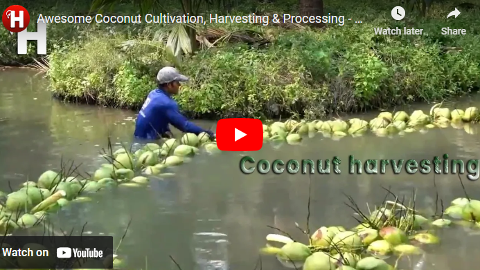 Best Agronomic Practices On Coconut Farm