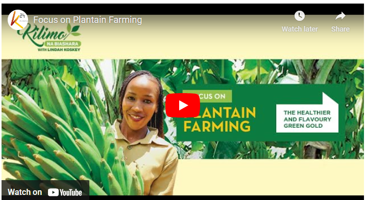 Best Agronomic Practices On Plantain Farm