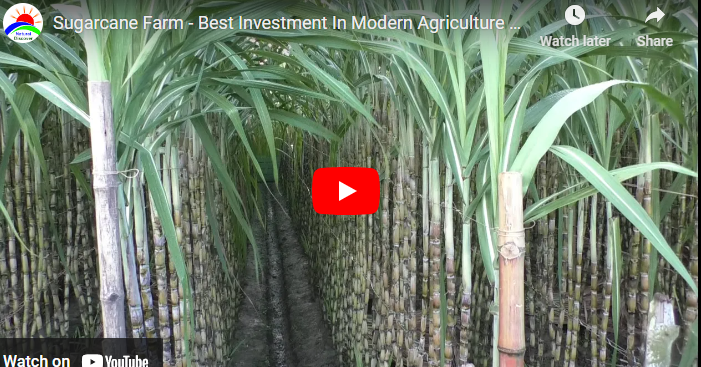 Best Agronomic Practices On Sugarcane Plantation