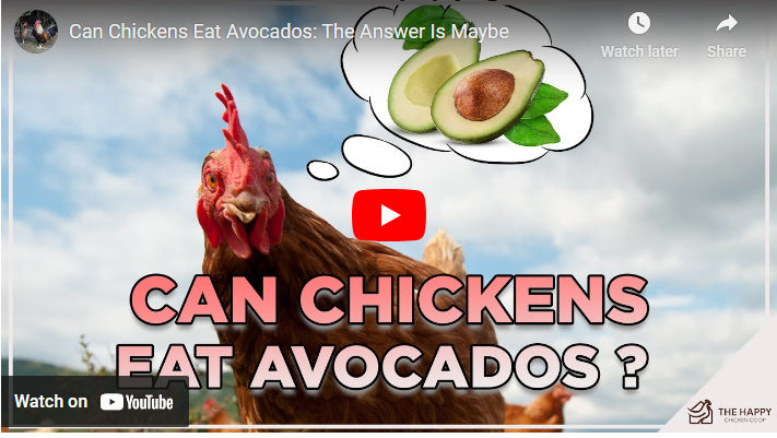Can Chicken Eat Avocado?