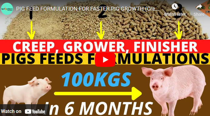 How To Formulate Pig Feed