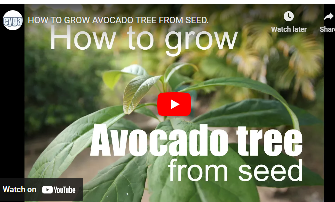 How To Grow Avocado in Australia