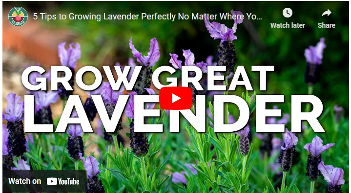 How To Grow Lavender in Singapore