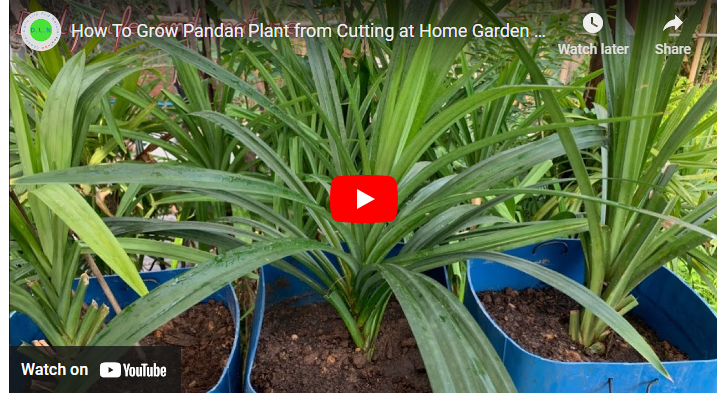 How To Grow Pandan Leaves in Singapore