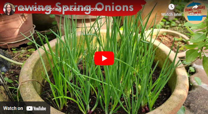 How To Grow Spring Onions in Singapore