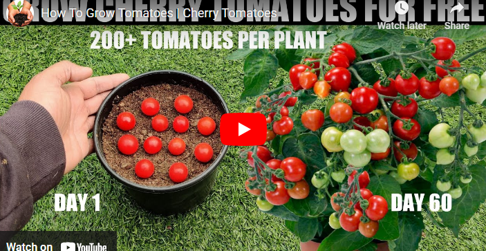 How To Grow Tomatoes in Singapore