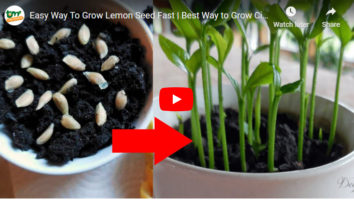 How To Sprout a Lemon Seed