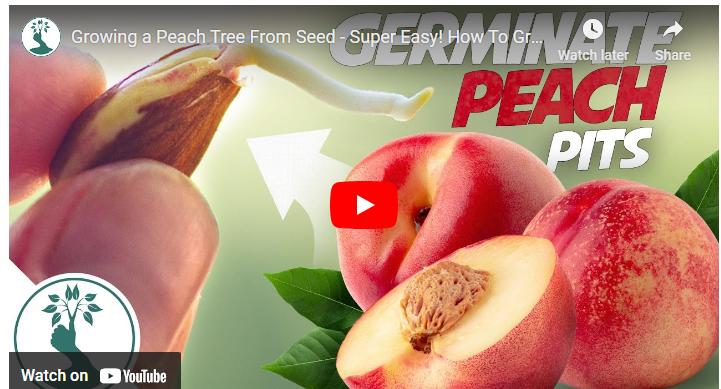 How To Sprout a Peach Seed