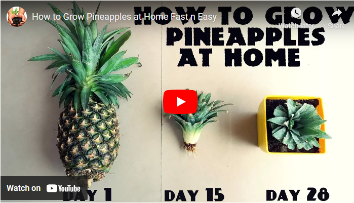 How To Sprout a Pineapple
