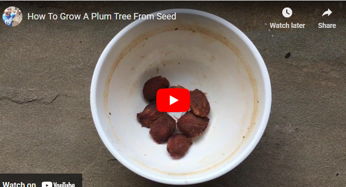 How To Sprout a Plum Seed