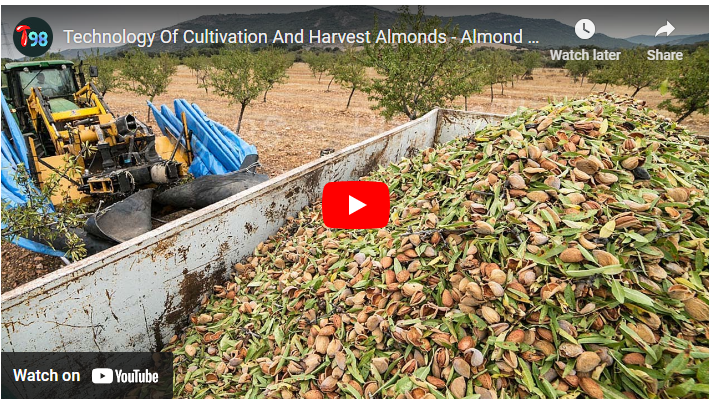 How to Grow Almonds in Australia