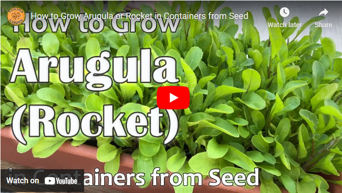 How to Grow Arugula in Singapore