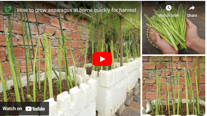 How to Grow Asparagus in Singapore