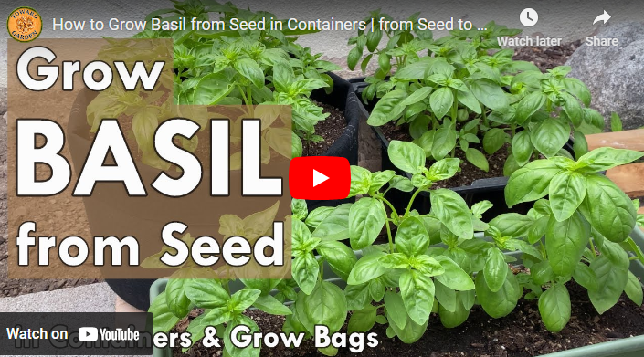 How to Grow Basil in Singapore