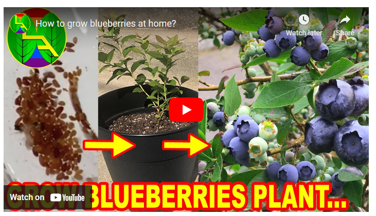 How to Grow Blueberries in Singapore