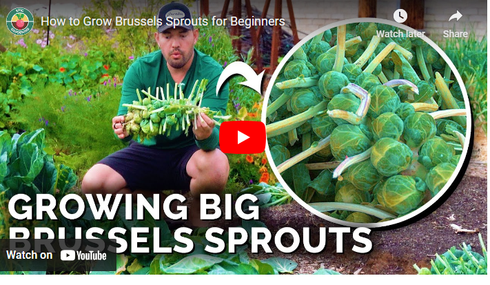 How to Grow Brussel Sprouts in Australia