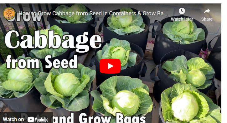 How to Grow Cabbage in Singapore