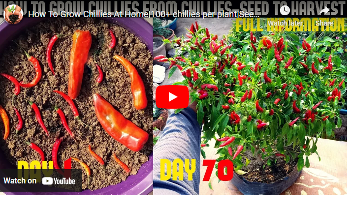 How to Grow Chili from Seed in Singapore