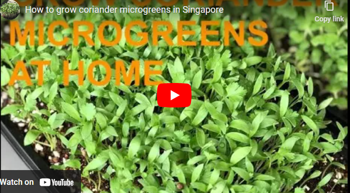 How to Grow Coriander in Singapore