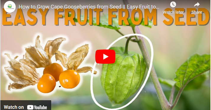 How to Grow Gooseberry from Seed